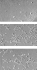 20160407_adjusted_field_1_v2